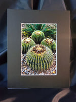 Carregar imagem no visualizador da galeria, Barrel Cactus Photography Print - Gypsy Rae Boutique
