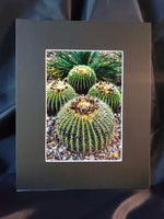 Kép betöltése a galériamegjelenítőbe: Barrel Cactus Photography Print - Gypsy Rae Boutique

