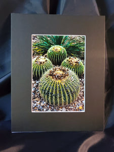 Barrel Cactus Photography Print - Gypsy Rae Boutique