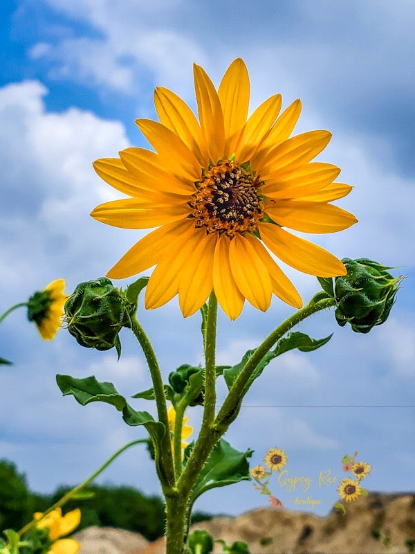 Sunflower Dreams Photography Print - Gypsy Rae Boutique