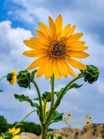 Ladda upp bild till gallerivisning, Sunflower Dreams Photography Print - Gypsy Rae Boutique
