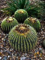 Carregar imagem no visualizador da galeria, Barrel Cactus Photography Print - Gypsy Rae Boutique
