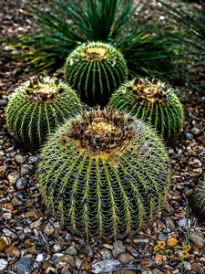 Barrel Cactus Photography Print - Gypsy Rae Boutique