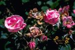 Kép betöltése a galériamegjelenítőbe: Pink Flowers Photography Print - Gypsy Rae Boutique
