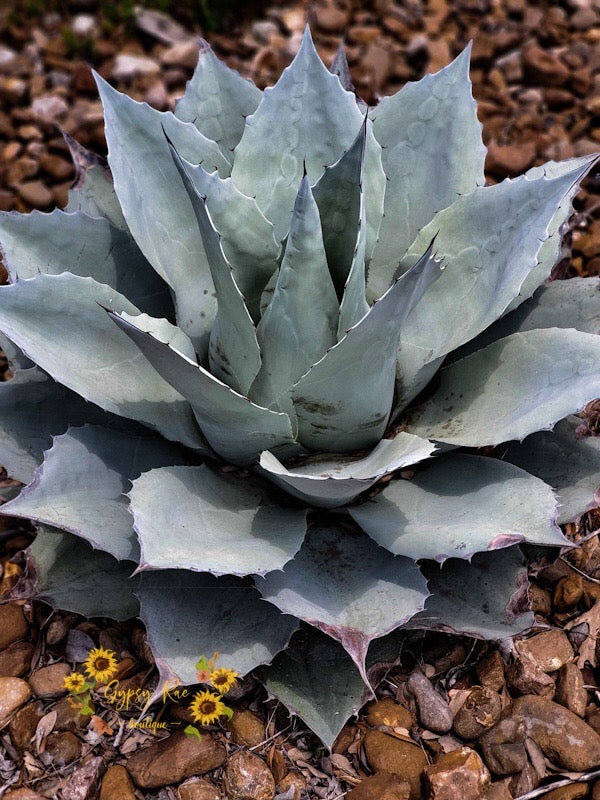 Aloe Vera Plant Photography Print - Gypsy Rae Boutique