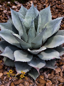 Aloe Vera Plant Photography Print - Gypsy Rae Boutique